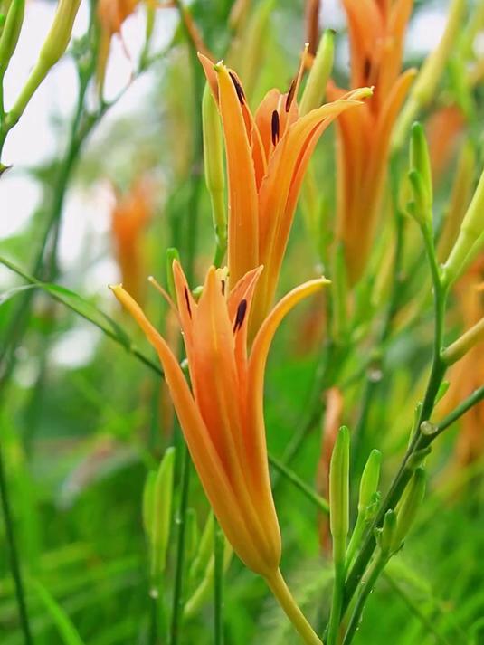 采摘黄花菜的过程解压又治愈摘些回来晒干好吃又方便保存 炒菜炖