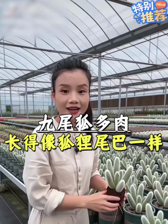 多数多肉养护娇气易烂根，九尾狐耐旱室内粗放好养活#种草官计划#