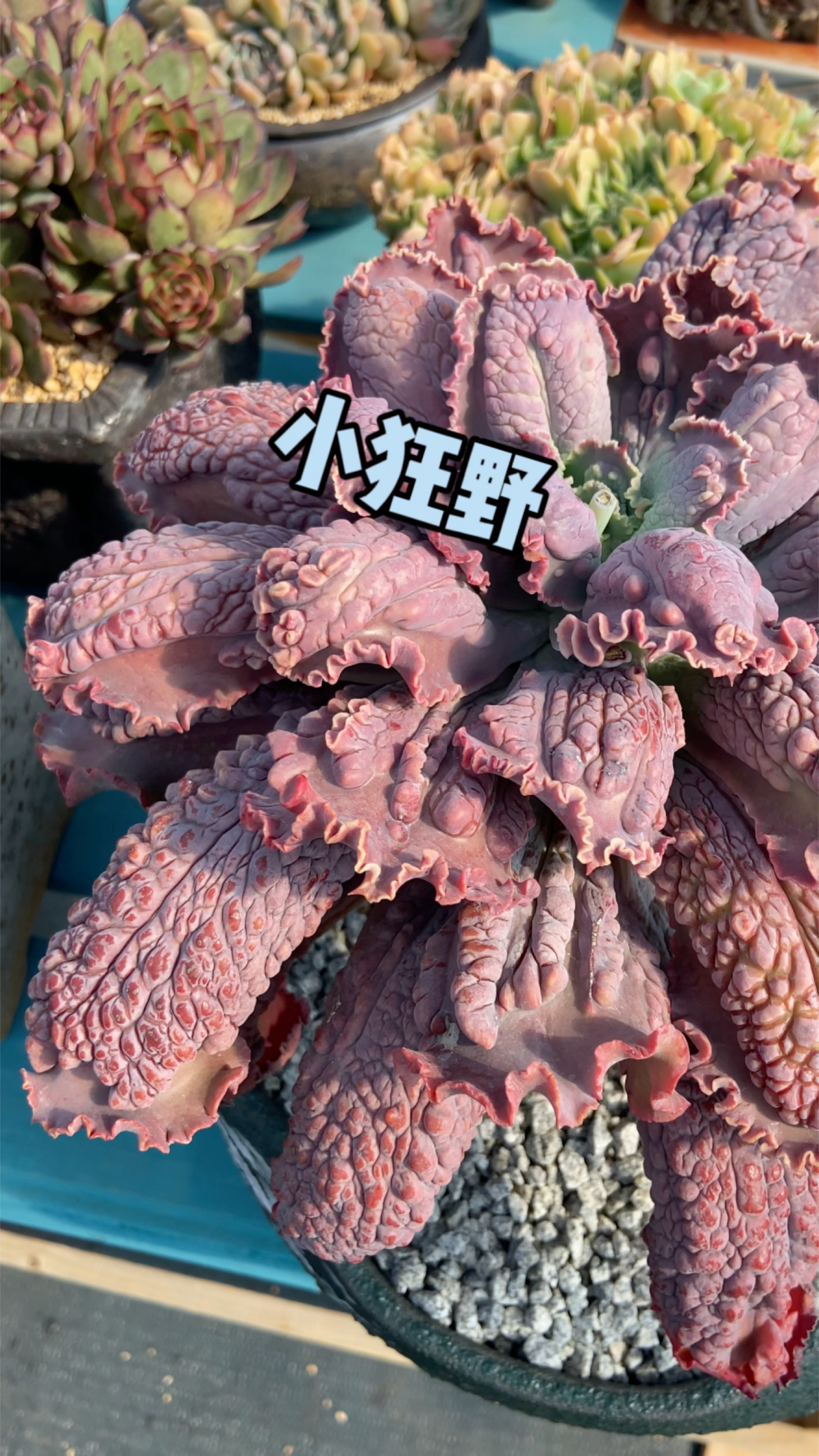 据说这个品种的多肉很多人欣赏不来