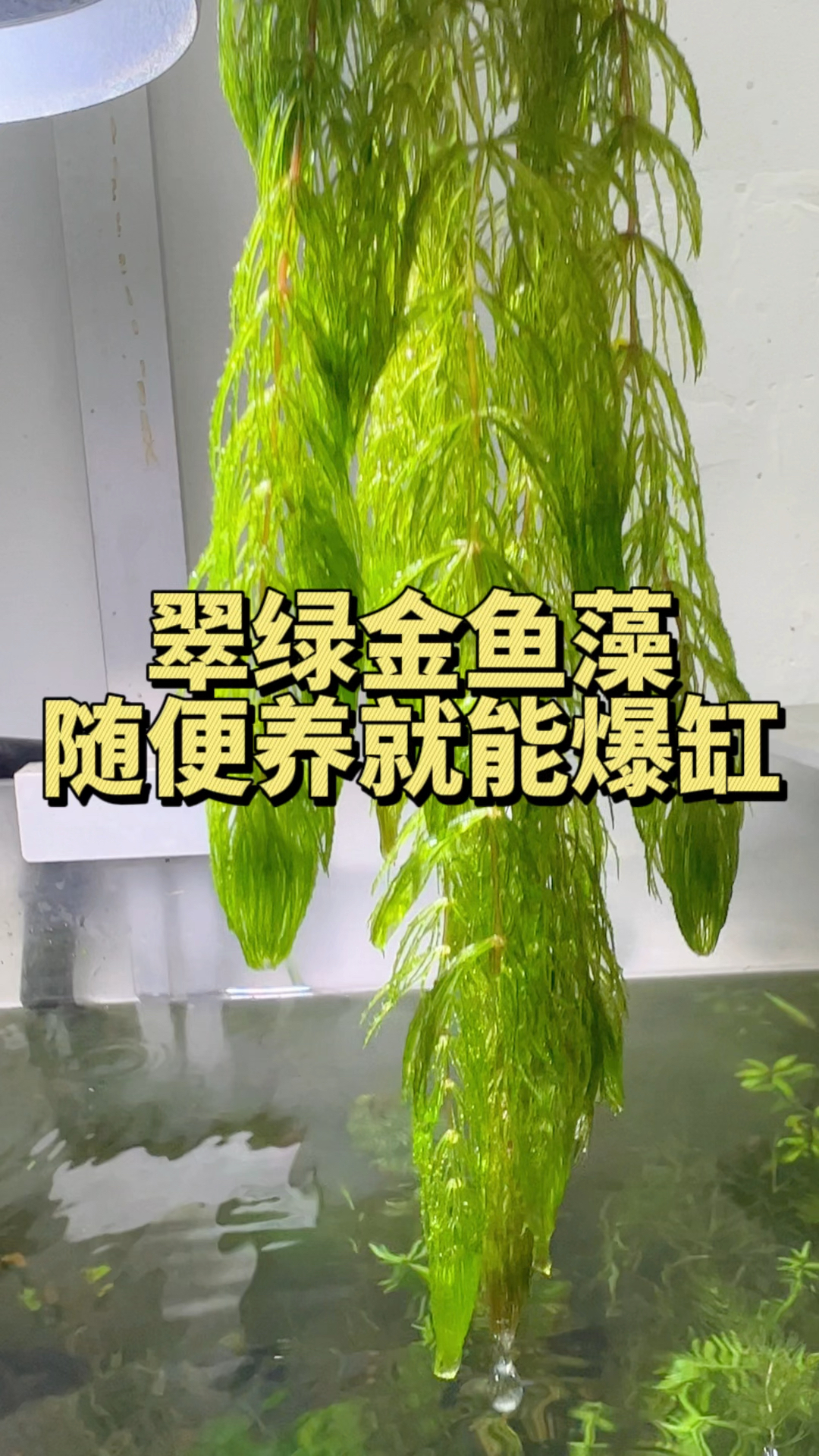懒得打理又想鱼缸绿悠悠,就养懒人水草金鱼藻。#水族#金鱼藻 #观赏鱼