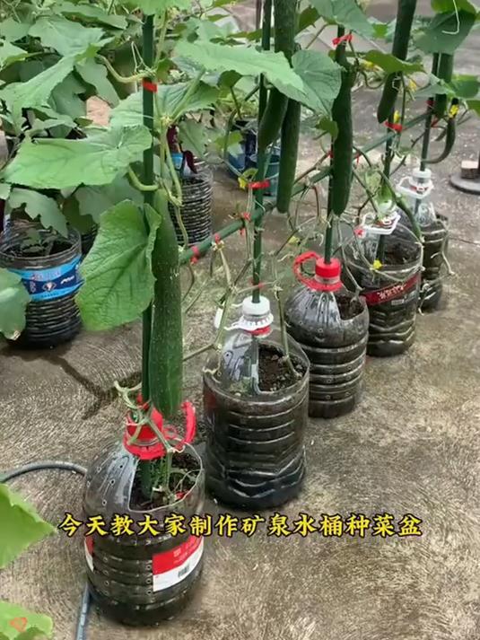 家里有油桶矿泉水桶的千万不要扔了,可以废物利用种菜种花种果