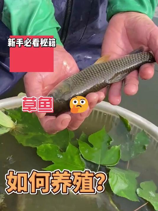 草鱼苗淡水活体小鱼苗好养殖食用活物冷水观赏鱼草鱼活鱼苗渔场直发#三农 #养殖 #草鱼