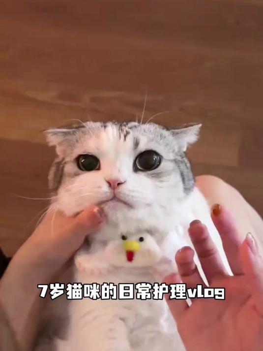 原来7岁猫咪一天要做这么多事情!