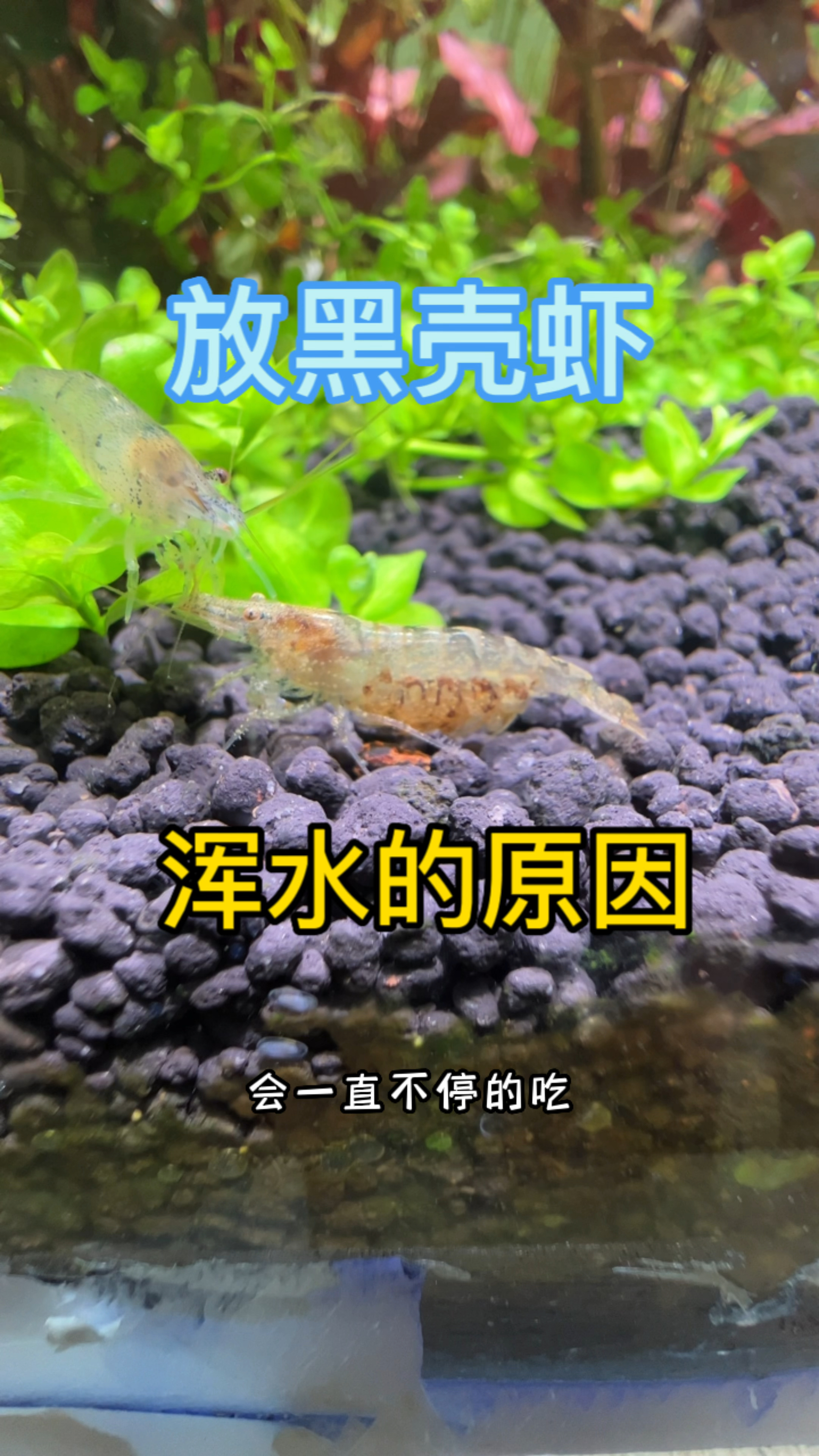 放黑壳虾进鱼缸,为什么容易浑水