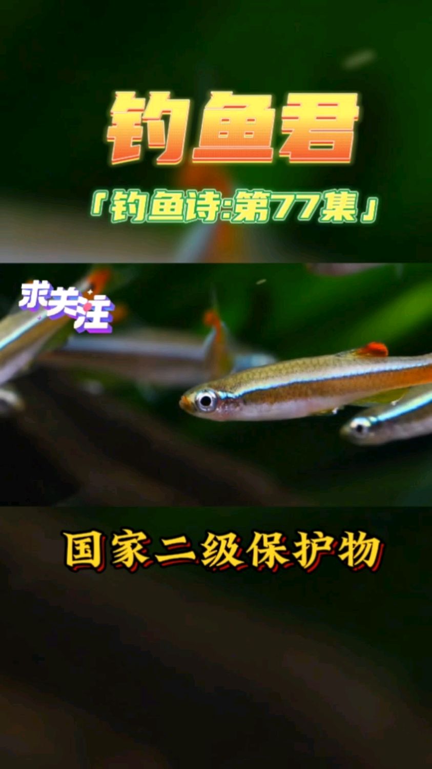 钓鱼君之钓鱼口诀:第77集(钓金丝鱼)溪流精灵只有广东才有哦。