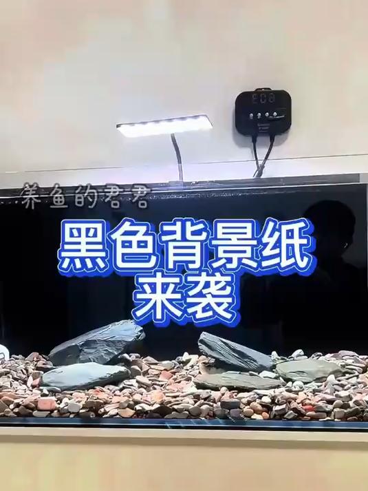 你的鱼缸需要一张黑色背景纸!