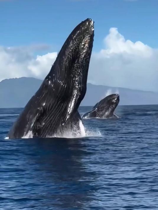 这么会表演的鲸鱼你喜欢吗?