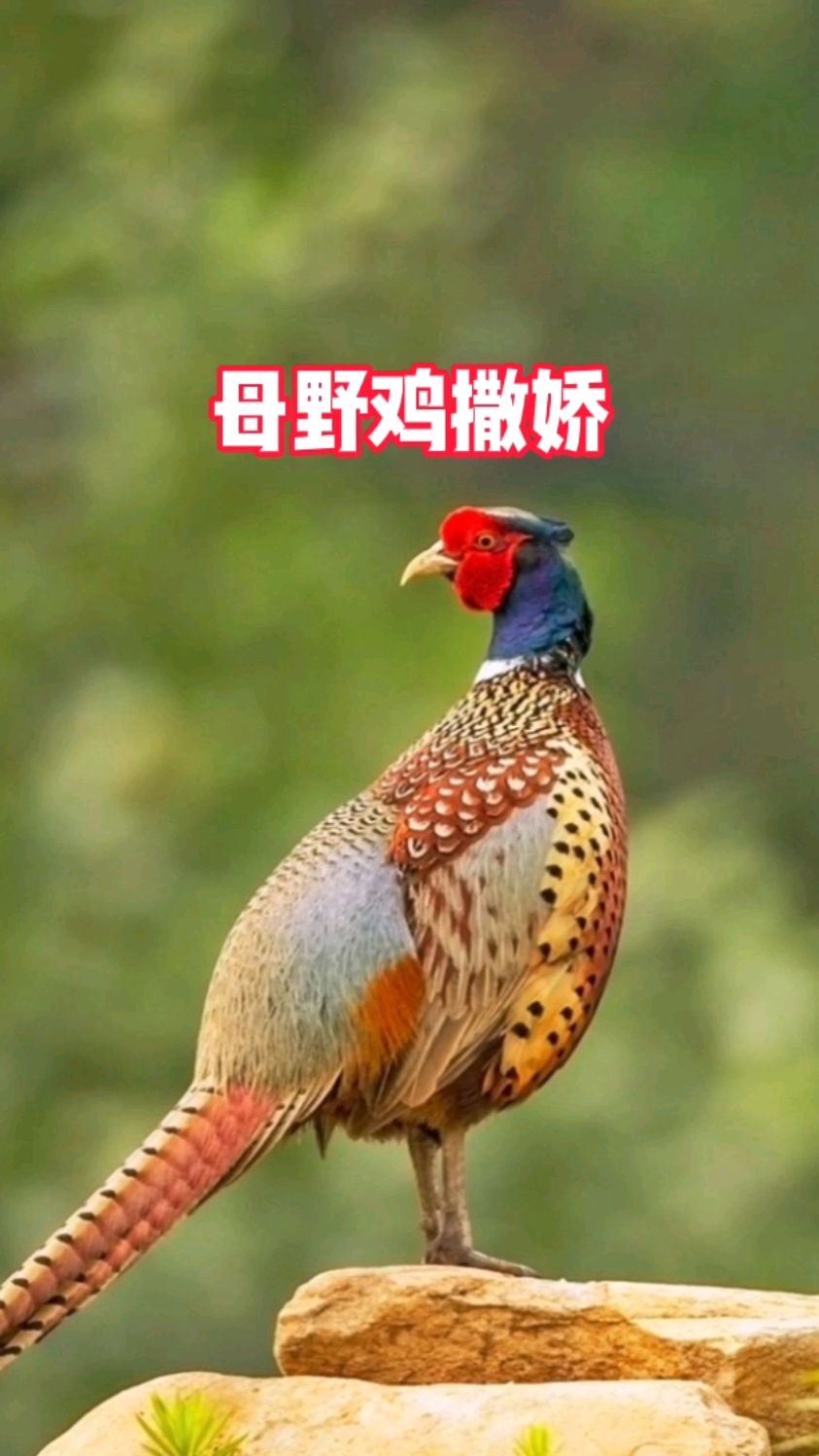 母野鸡撒娇场面,公野鸡打不还手