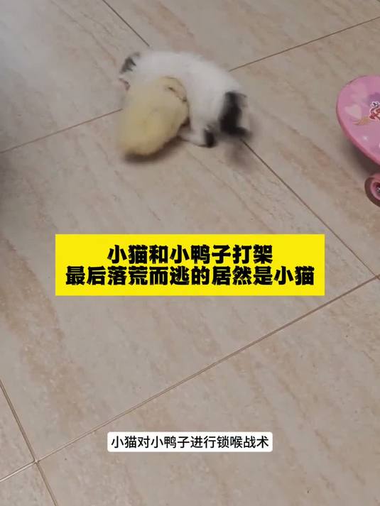 小猫和小鸭子打架，勒得小鸭子嘎嘎叫，最后落荒而逃的居然是小猫