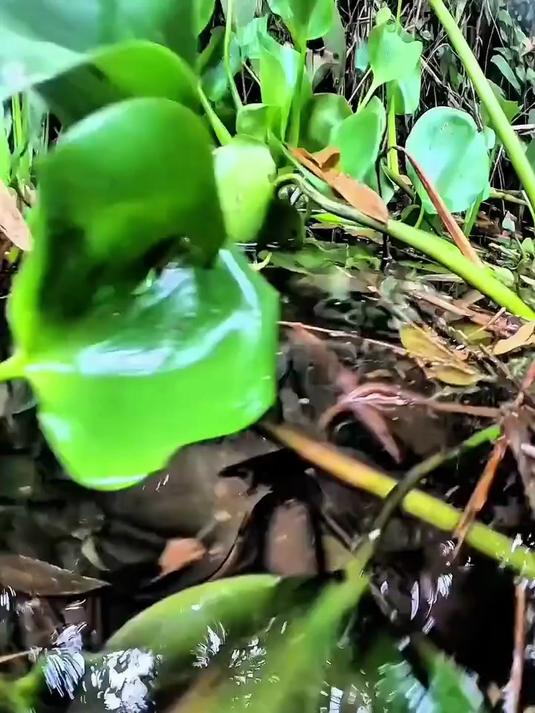 水下摄像头高清实拍溪鱼咬钩