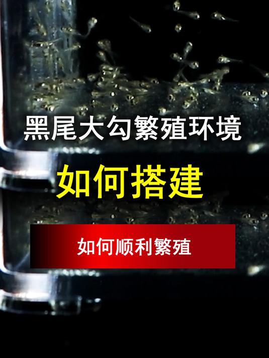 黑尾大勾繁殖环境如何搭建,如何顺利繁殖