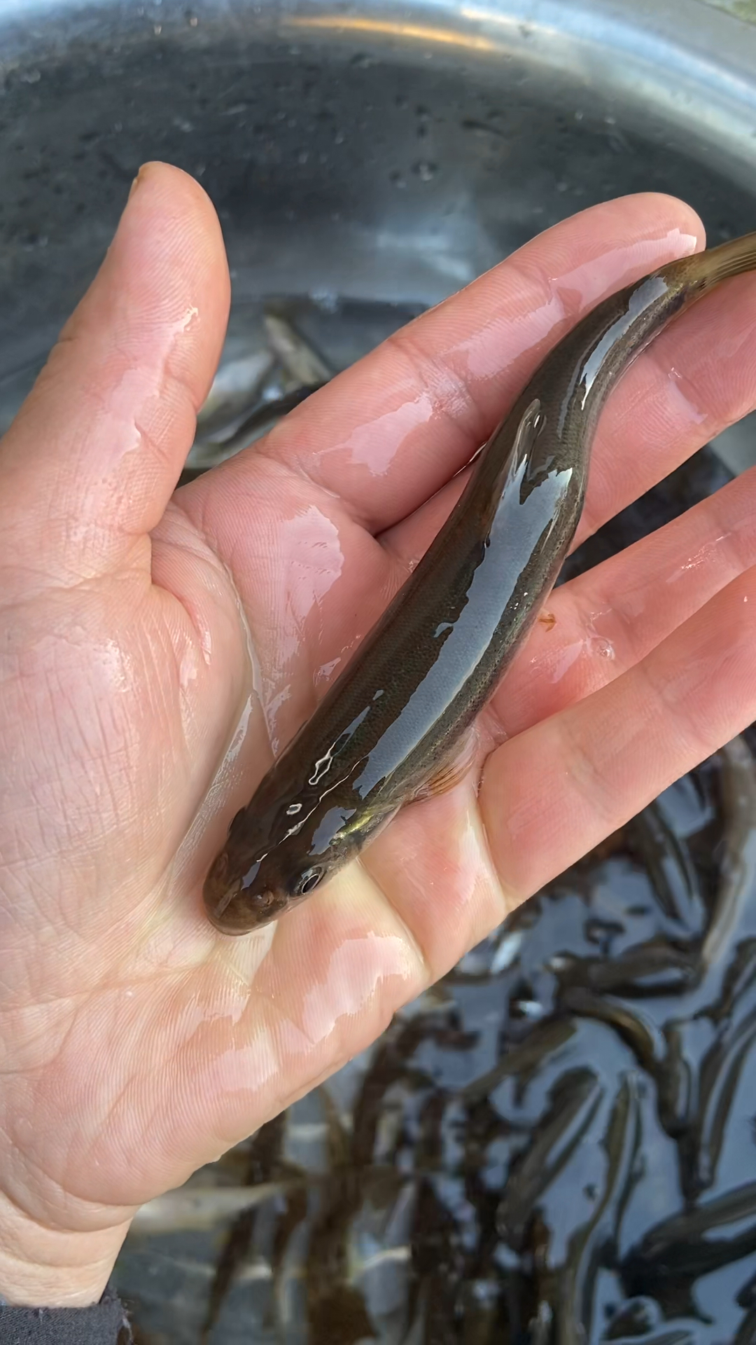 东北才有的大白票子鱼,美味极了