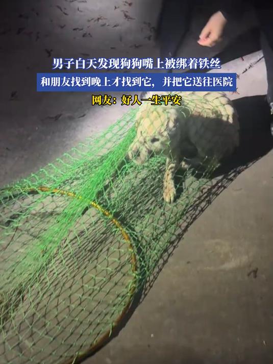 男子白天发现狗狗嘴上被绑着铁丝,和朋友找到晚上才找到它