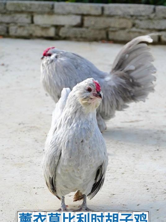 养鸡一年亏麻的鸡品种