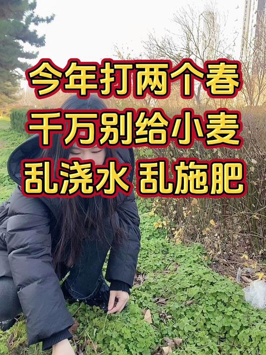 今年打两个春千万别给小麦乱施肥乱浇水