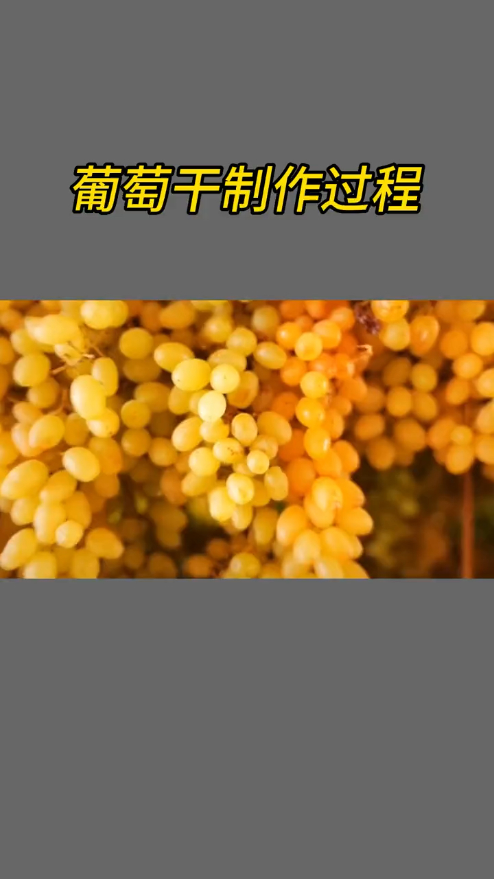 葡萄干制作过程
