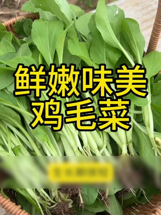 哪类菜周期短?鸡毛菜!正是它