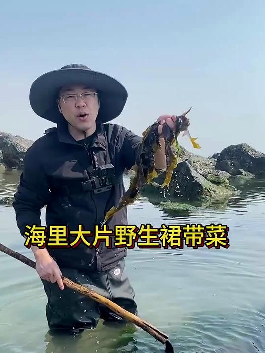 海里长出大片裙带菜，根本没人采
