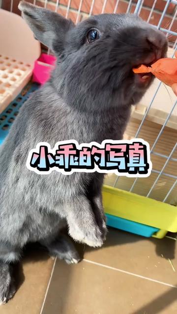 兔子 宠物 看到王泡芙的美照小乖也忍不住拍起来啦  王泡芙#侏儒兔#