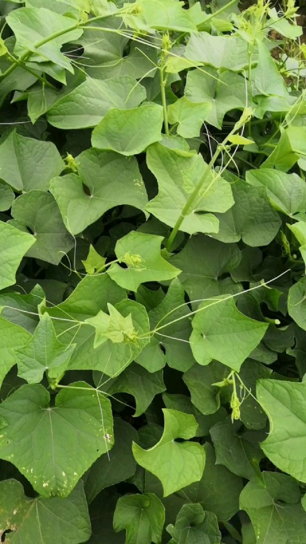 广西农村小二哥,教你采摘龙须菜(佛手瓜尖)