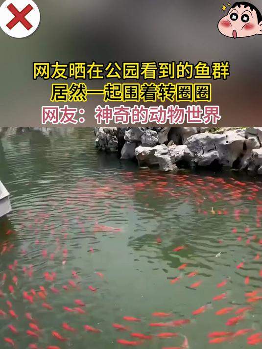 网友晒在公园看到的鱼群 居然一起围着转圈圈