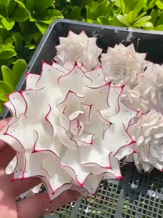 带你认识50种多肉植物，你家养的是哪一种？