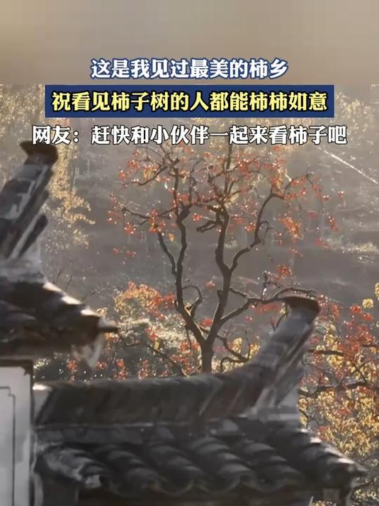 这是我见过最美的柿乡,祝看见柿子树的人都能柿柿如意
