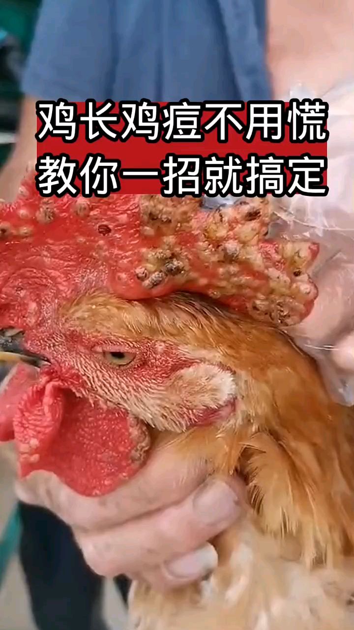 鸡长鸡痘,教你一招解决