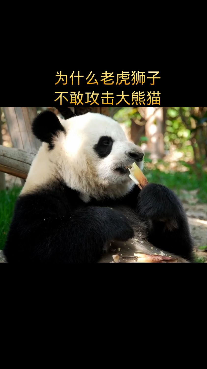 为什么老虎狮子不敢攻击大熊猫?