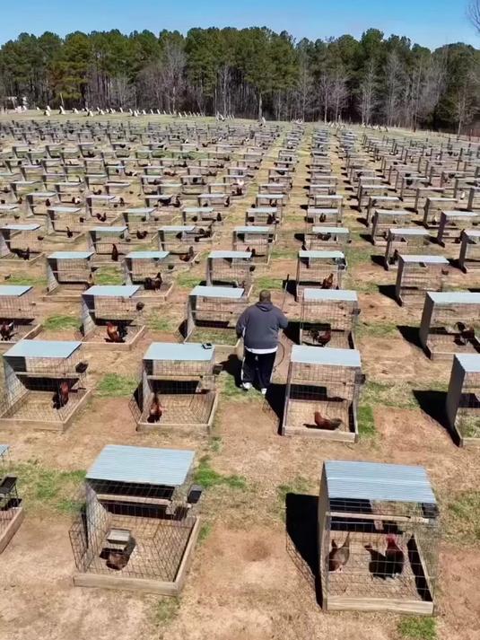 在户外养鸡,师傅还给鸡制作了单独的鸡窝,非常干净整洁