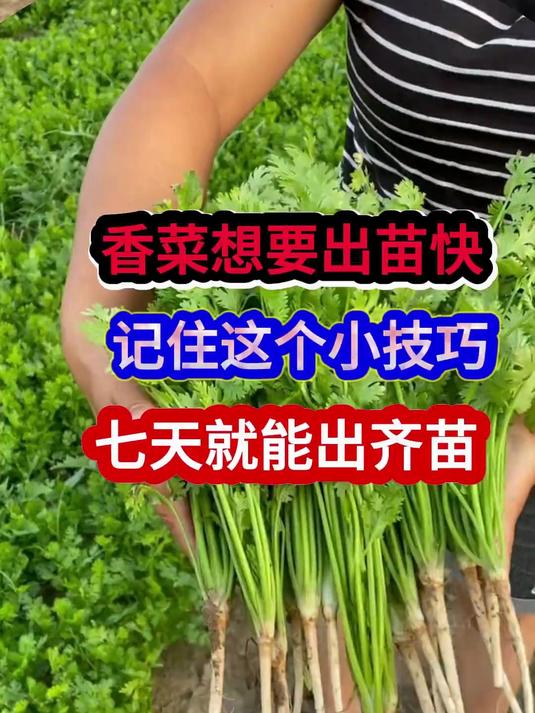 香菜想要出苗快记住这个小技巧，七天就能出齐苗