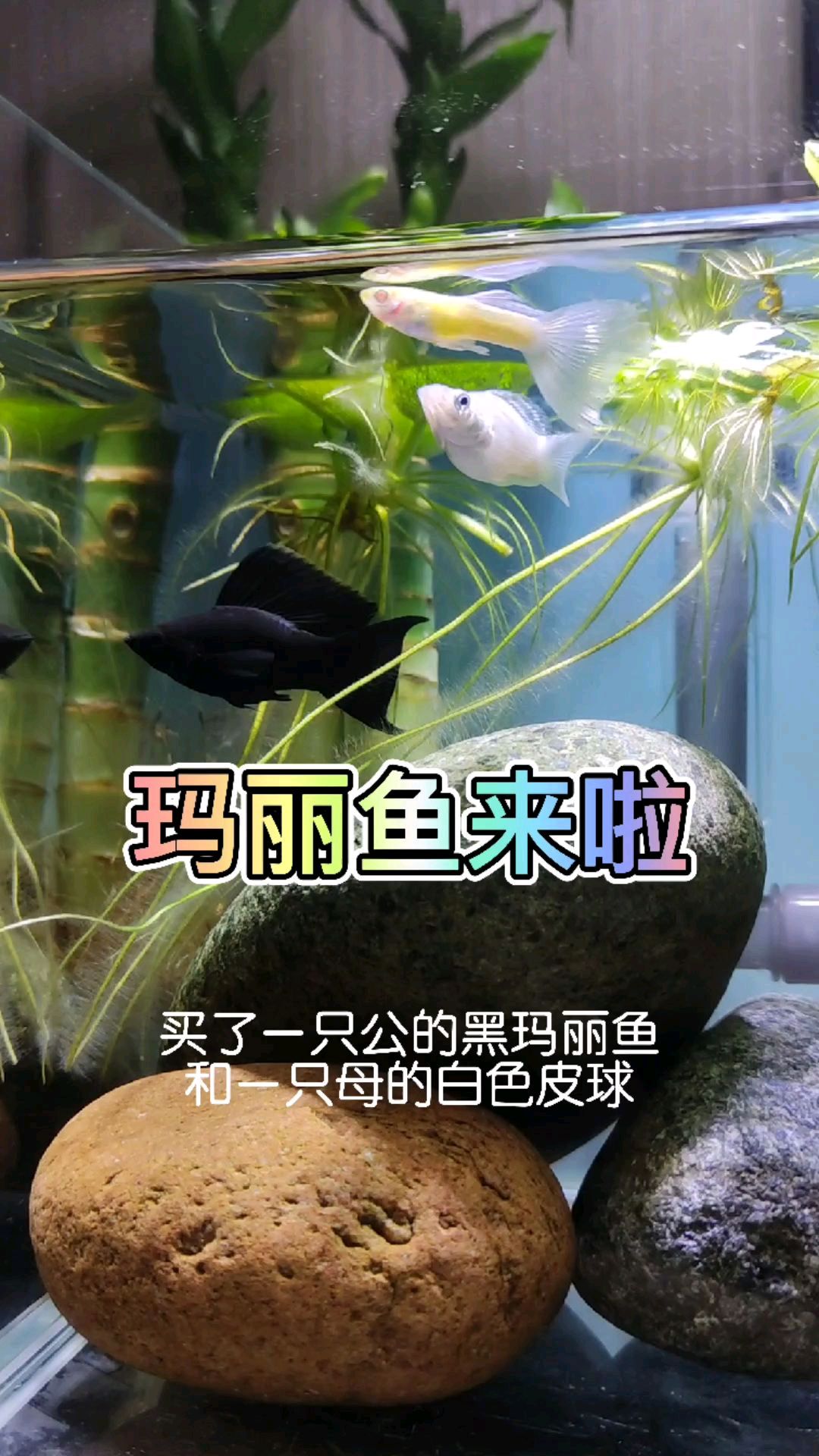 给孔雀鱼找了两个伴:玛丽鱼