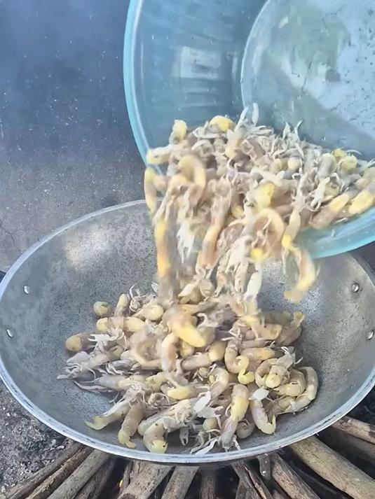 看着像濑尿虾,你们觉得是什么