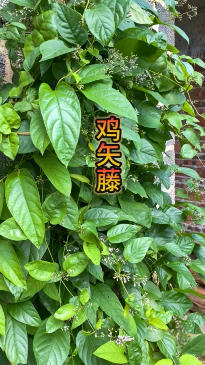 鸡矢藤,它的用途跟颜值,果然名不虚传!