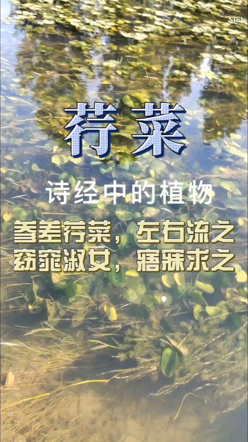 诗经中的植物—荇菜