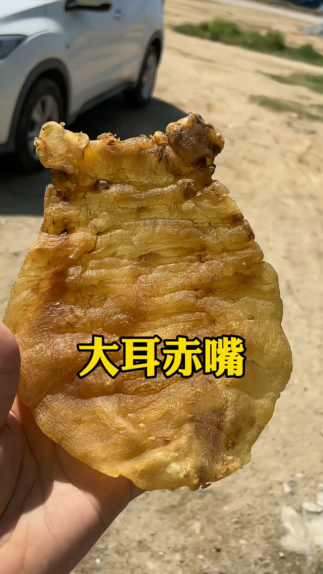 大耳赤嘴,顾名思义,就是鱼胶头部两只耳朵较大的赤嘴鳘鱼胶!