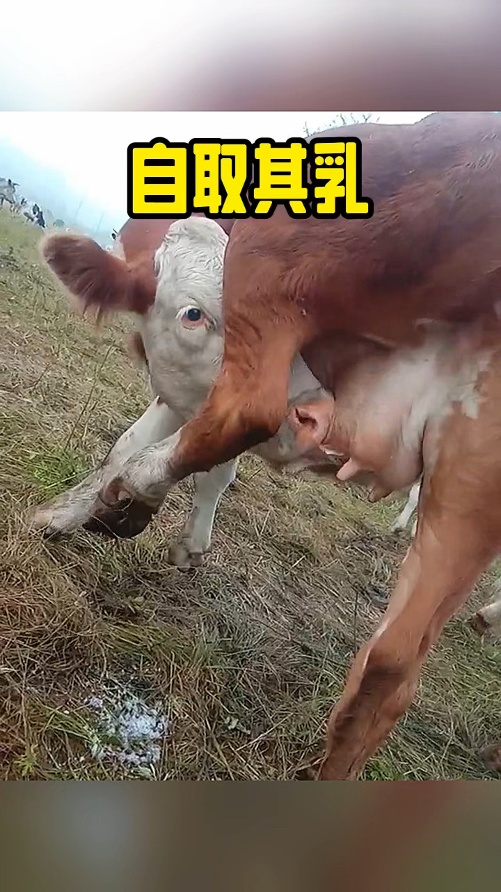 这是在自取其乳吗