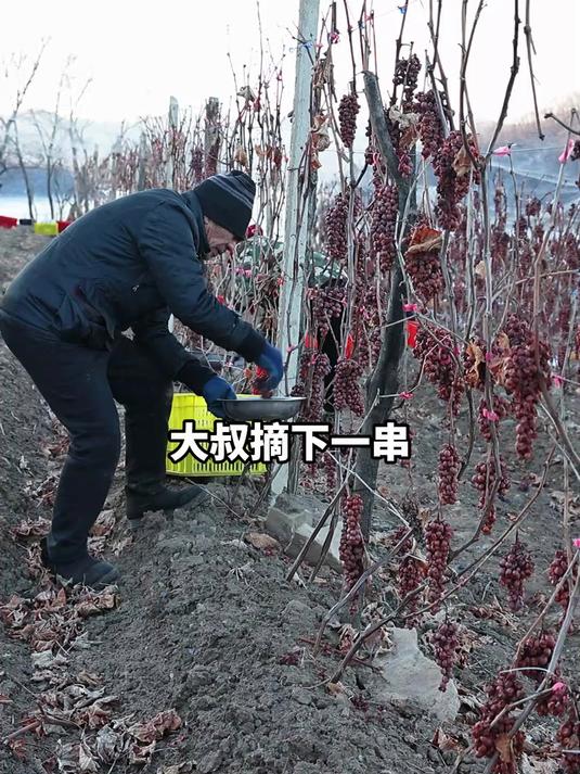 一瓶进口冰酒的钱可以直接买6瓶国产冰酒,执行标准GB/T25504正品
