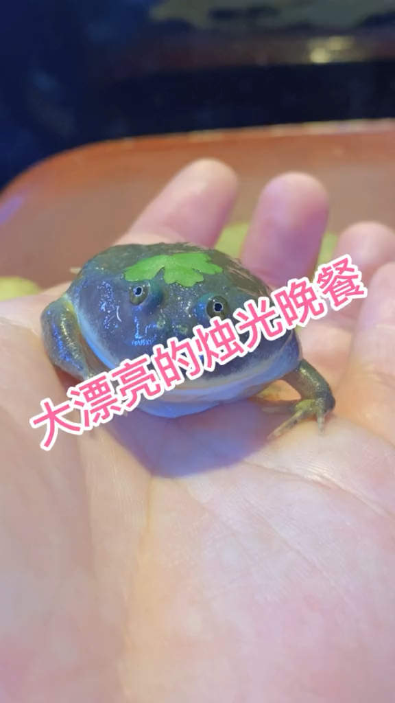 大漂亮的烛光晚餐
