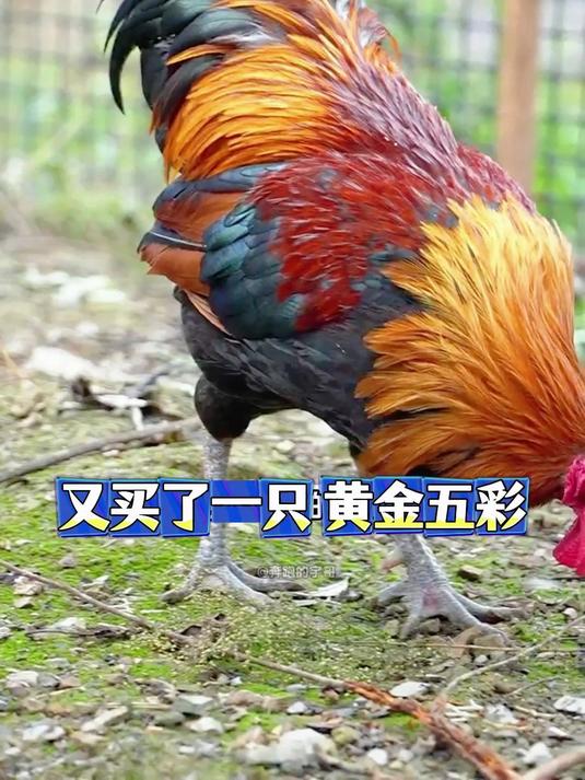 又买了一只黄金五彩大公鸡回来 大家帮忙看看