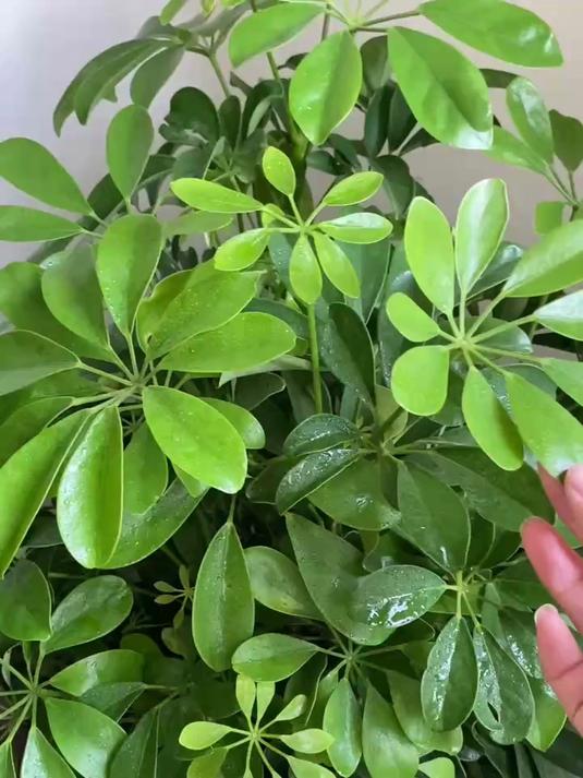 鸭掌木出现黄叶掉叶该怎么办呢？