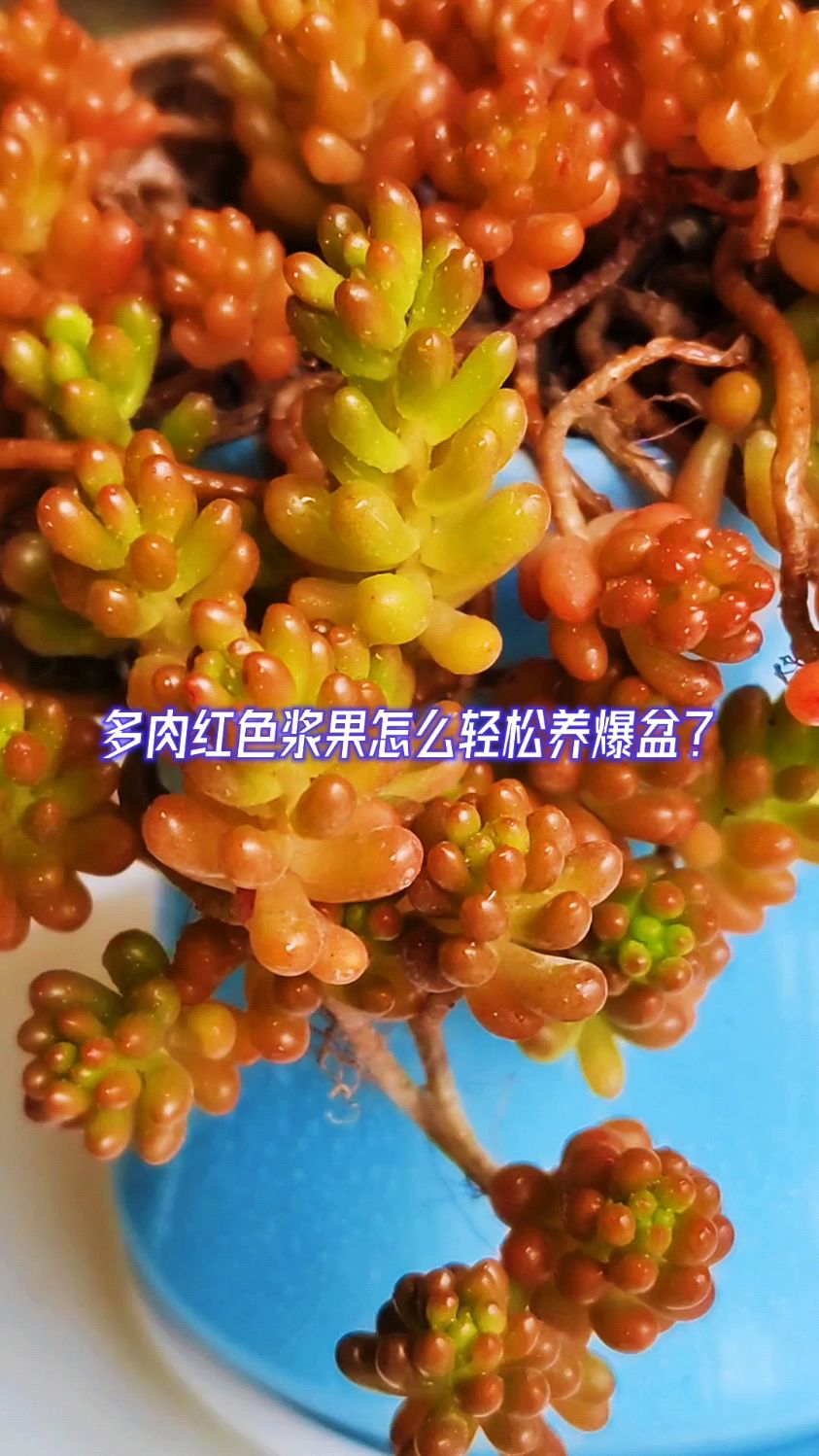 多肉红色浆果怎么轻松养爆盆?