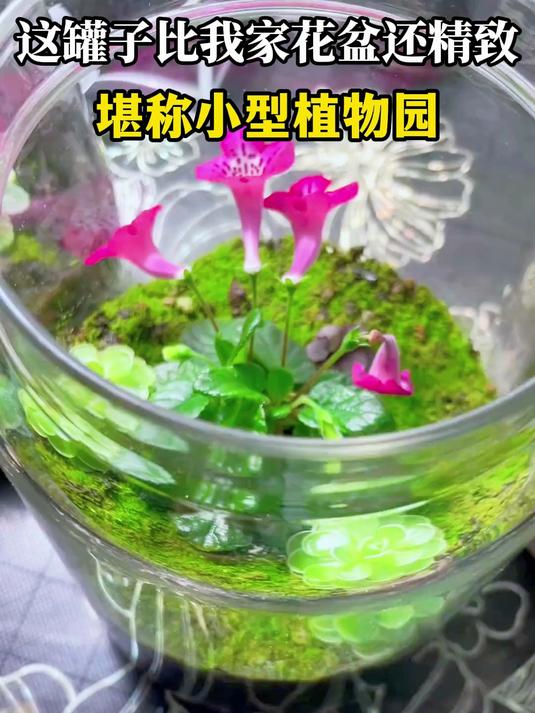 这罐子比我家花盆还精致,堪称小型植物园