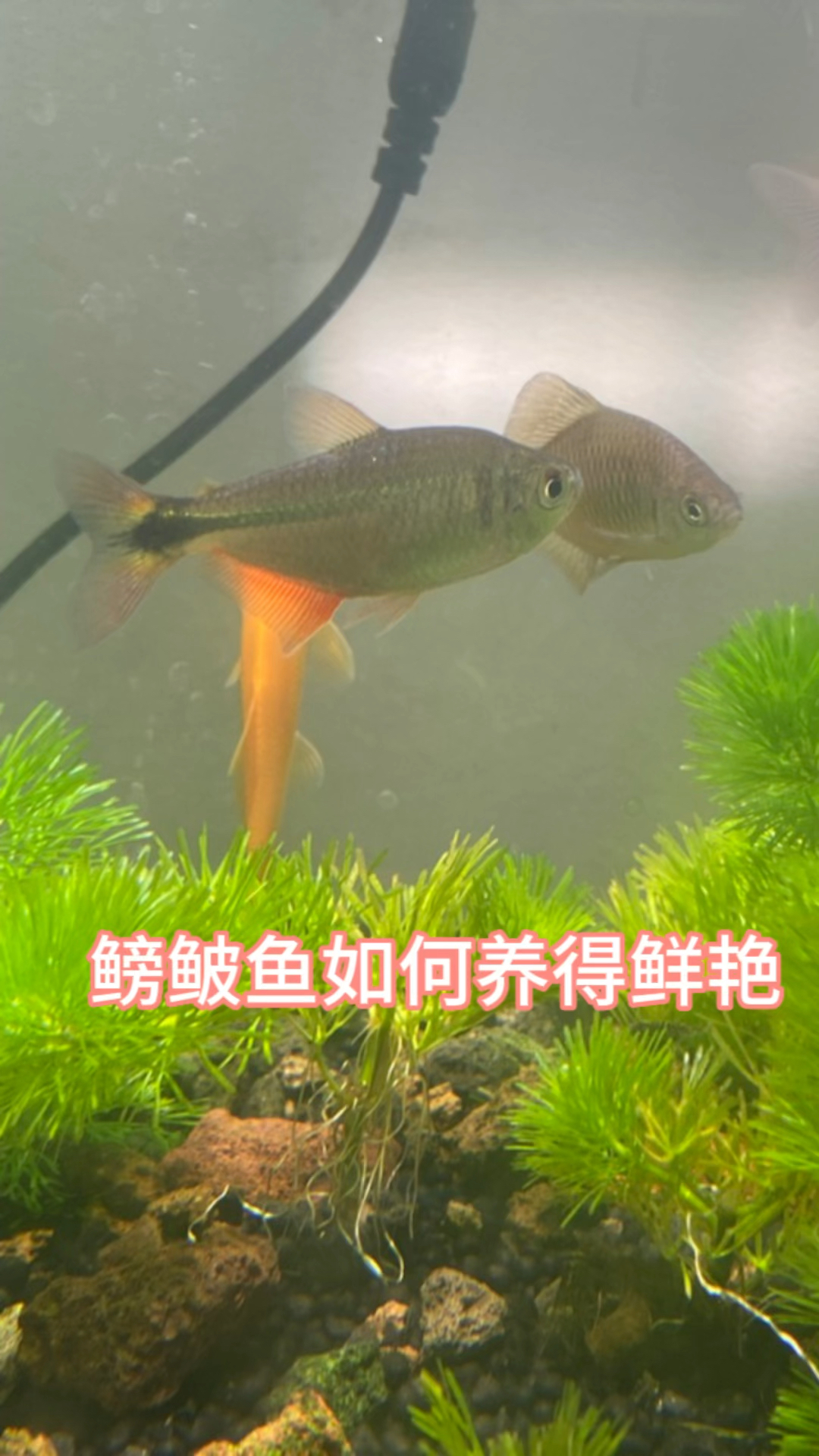 鳑鲏鱼如何养得鲜艳