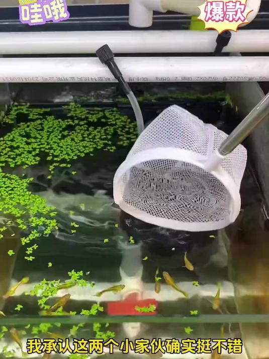 耐用鱼缸抄鱼网强韧网面,舒适手柄易掌控,捞鱼不伤鱼超实用