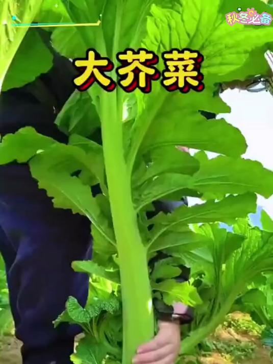芥菜种子种出的纯天然有机蔬菜,绿色健康之选!