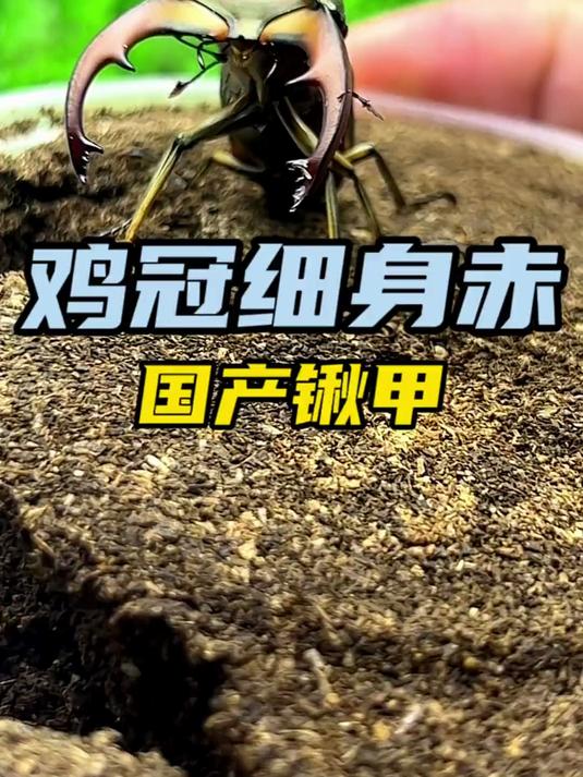 鸡冠细身赤锹甲 国产小型速成锹形虫 饲养非常简单