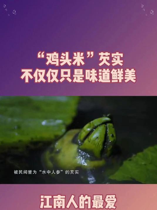 全家老小都可以吃的东西 芡实,长得像鸡头,被称为水中人参