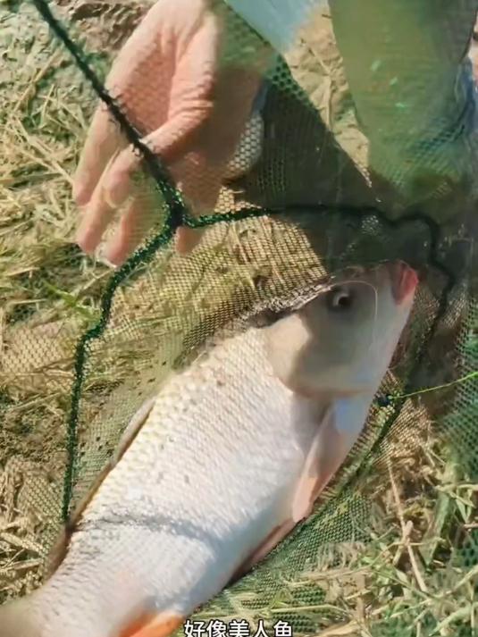 野钓黄河，寻找黄河野生大鲤鱼