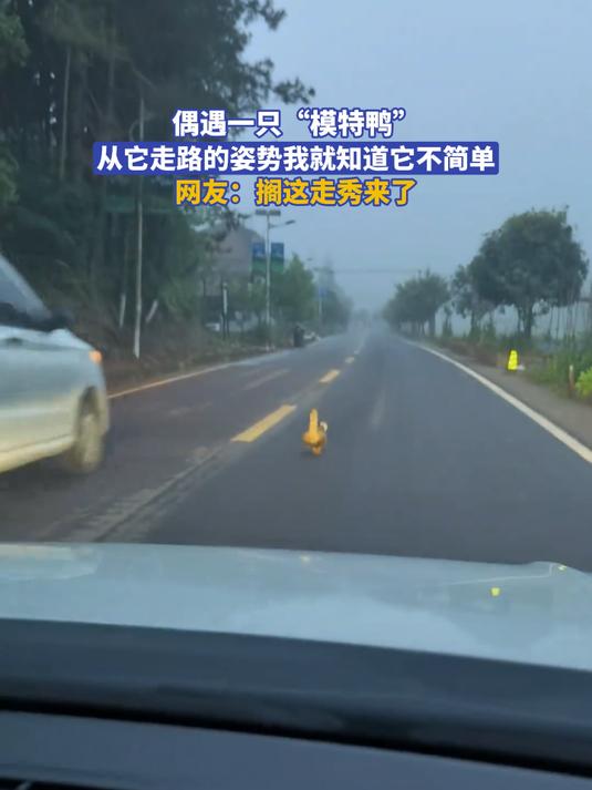 偶遇一只“模特鸭”从它走路的姿势我就知道它不简单